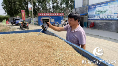 夏粮丰收：订单小麦丰产价好 农民卖粮热情高