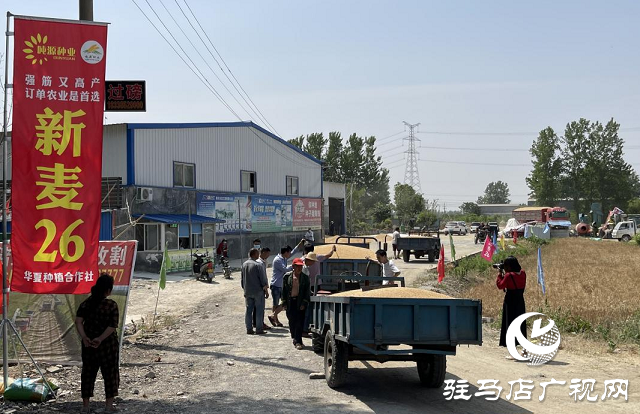 夏粮丰收：订单小麦丰产价好 农民卖粮热情高