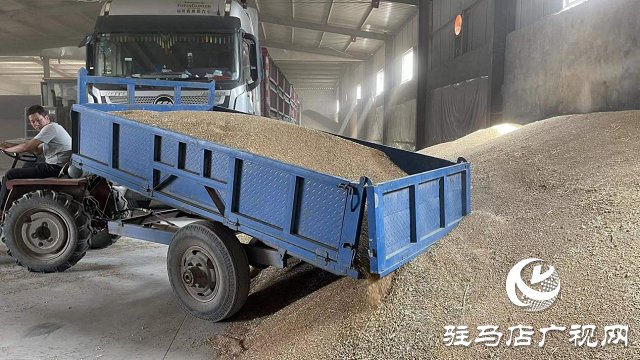 夏粮丰收：订单小麦丰产价好 农民卖粮热情高