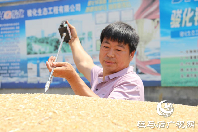 夏粮丰收：订单小麦丰产价好 农民卖粮热情高