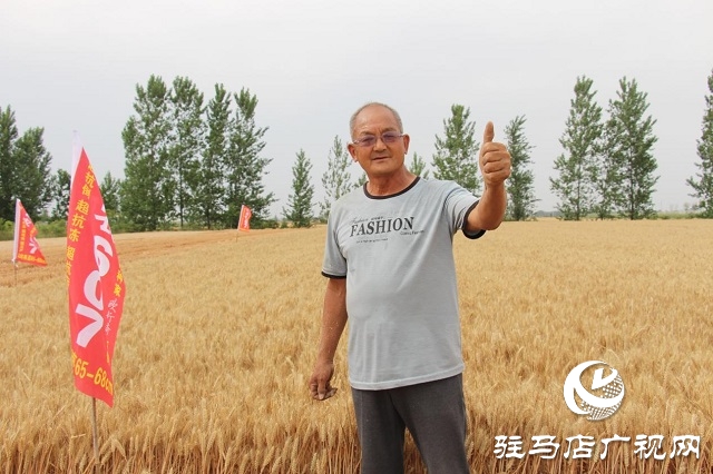【见证高产奇迹·分享丰收喜悦】——驻马店市小麦实打验收单产创新高