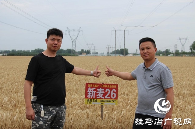 【见证高产奇迹·分享丰收喜悦】——驻马店市小麦实打验收单产创新高