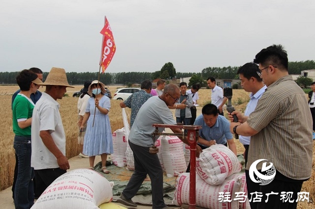 【见证高产奇迹·分享丰收喜悦】——驻马店市小麦实打验收单产创新高