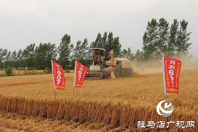 【见证高产奇迹·分享丰收喜悦】——驻马店市小麦实打验收单产创新高