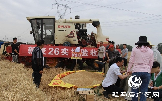 【见证高产奇迹·分享丰收喜悦】——驻马店市小麦实打验收单产创新高