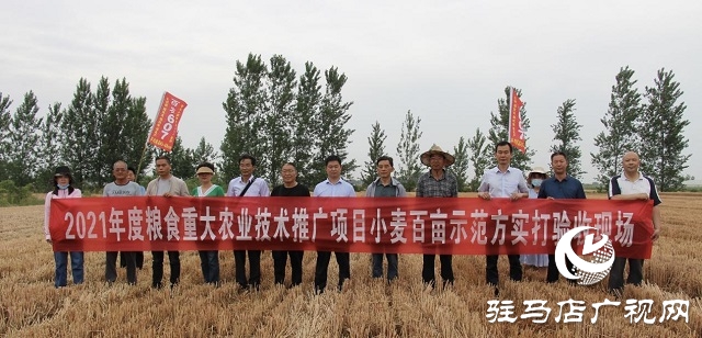 【见证高产奇迹·分享丰收喜悦】——驻马店市小麦实打验收单产创新高