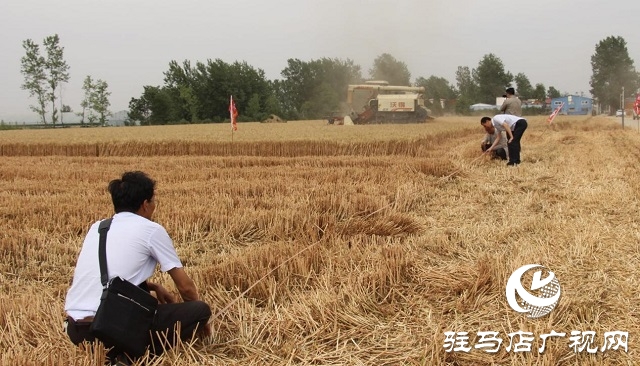 【见证高产奇迹·分享丰收喜悦】——驻马店市小麦实打验收单产创新高