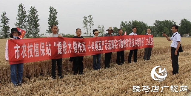 【见证高产奇迹·分享丰收喜悦】——驻马店市小麦实打验收单产创新高