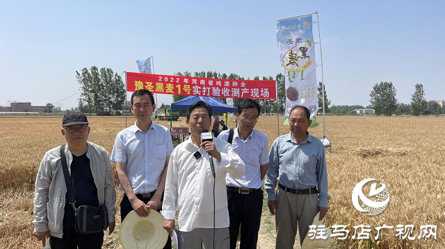 吨源种业黑小麦:实产验收 见证1188.82斤亩丰产时刻!