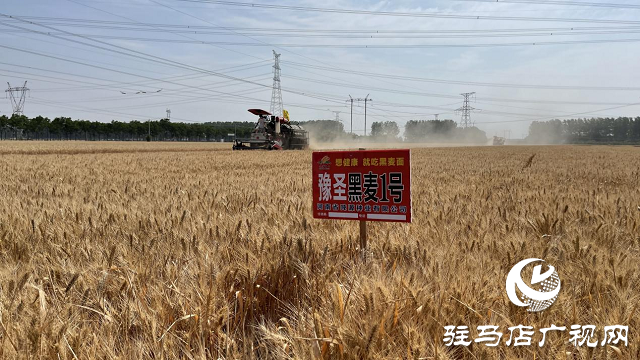 吨源种业黑小麦:实产验收 见证1188.82斤亩丰产时刻!