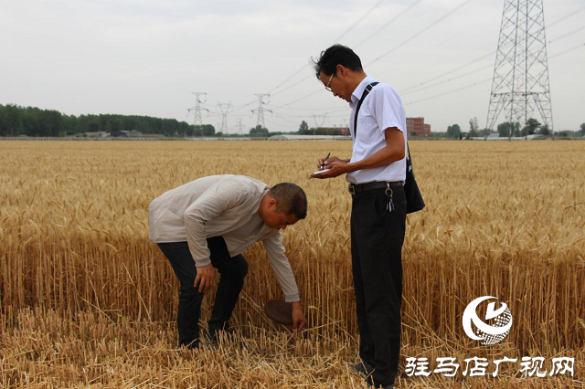 吨源种业黑小麦:实产验收 见证1188.82斤亩丰产时刻!