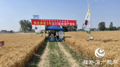 吨源种业黑小麦：实产验收 见证1188.82斤/亩丰产时刻！