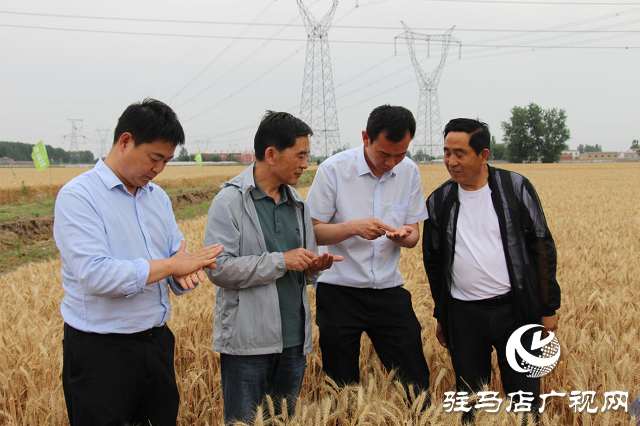 吨源种业黑小麦:实产验收 见证1188.82斤亩丰产时刻!