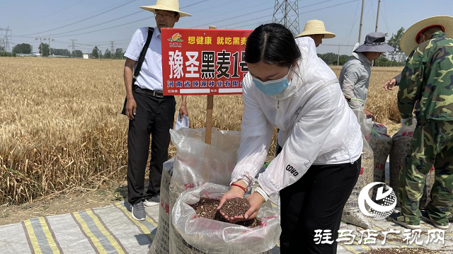 吨源种业黑小麦:实产验收 见证1188.82斤亩丰产时刻!