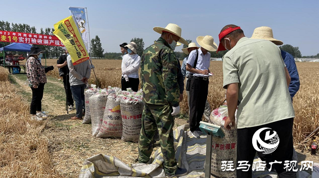 吨源种业黑小麦:实产验收 见证1188.82斤亩丰产时刻!