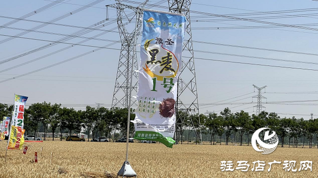 吨源种业黑小麦:实产验收 见证1188.82斤亩丰产时刻!
