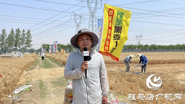 吨源种业黑小麦:实产验收 见证1188.82斤亩丰产时刻!