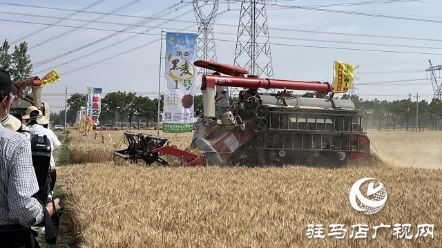 吨源种业黑小麦:实产验收 见证1188.82斤亩丰产时刻!