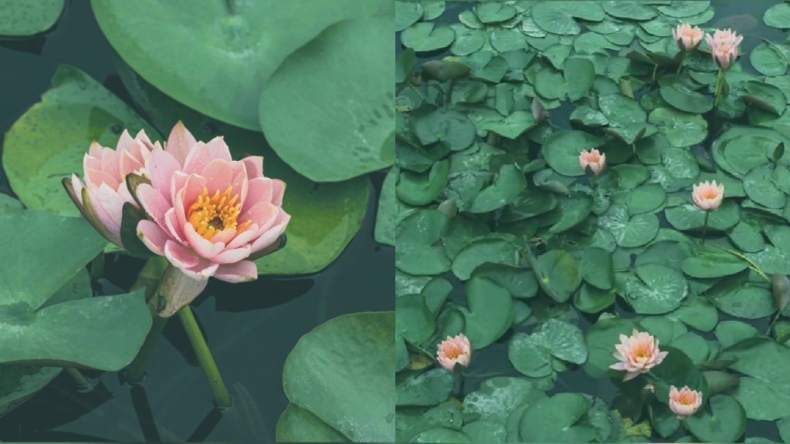 愿好运“莲莲”！摄影师拍下睡莲绽放全过程