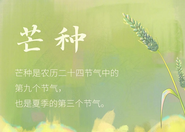 今日芒种｜仲夏开始 收获可期