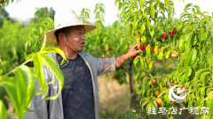 泌阳县黄山口乡：岗上油桃红似火，幸福生活比蜜甜