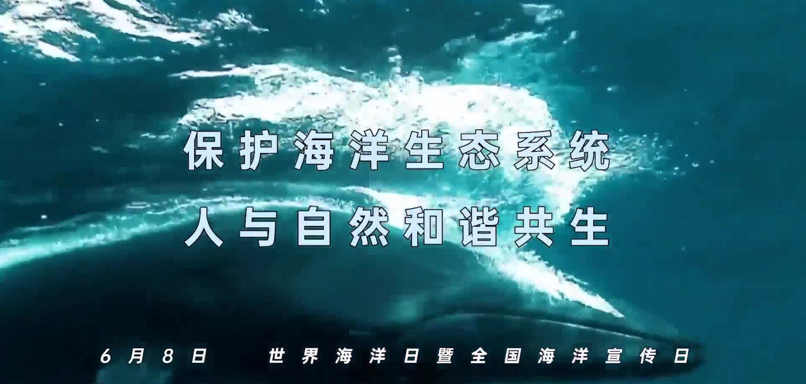 神奇生物在海洋