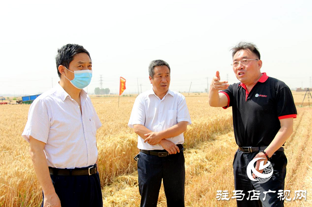  【见证高产奇迹】：河南撒成金药肥 丰收现场显神威