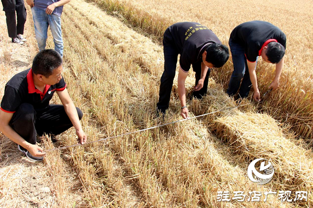  【见证高产奇迹】：河南撒成金药肥 丰收现场显神威