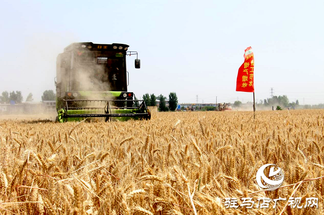  【见证高产奇迹】：河南撒成金药肥 丰收现场显神威