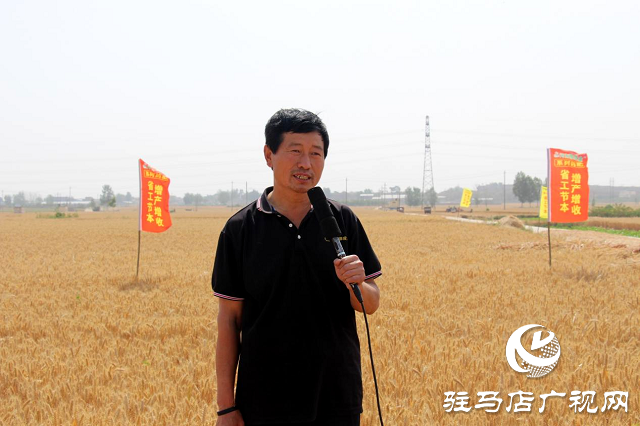  【见证高产奇迹】：河南撒成金药肥 丰收现场显神威