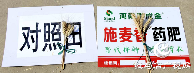  【见证高产奇迹】：河南撒成金药肥 丰收现场显神威