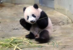 旅日大熊猫香香5岁啦！将于年底前返回中国