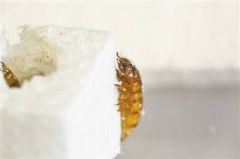常见大麦虫能吃掉塑料垃圾 有望带来垃圾回收新方式