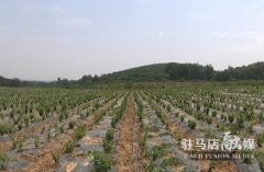 驻马店市驿城区：种下野菊花 敢叫山地变“宝地”