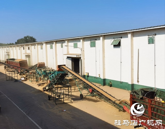驻马店市各县区奏响夏粮收购“进行曲”