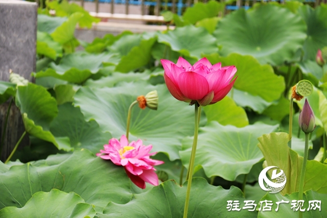驻马店市区公园荷花盛开 美不胜收