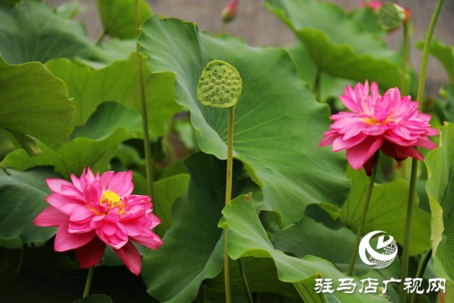 驻马店市区公园荷花盛开 美不胜收