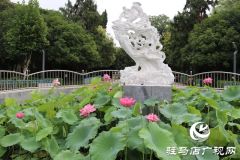 驻马店市区公园荷花盛开 美不胜收