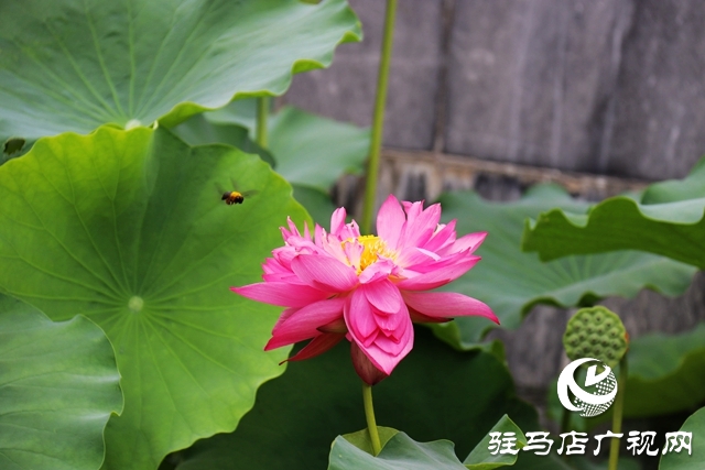 驻马店市区公园荷花盛开 美不胜收