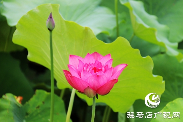 驻马店市区公园荷花盛开 美不胜收