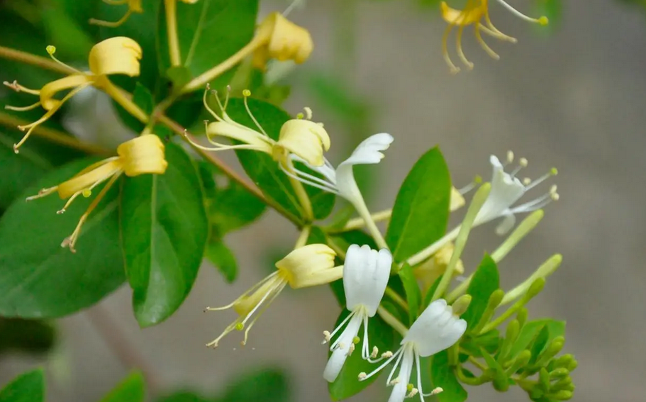 泌阳：山乡开遍“草药花” 乡村振兴“富万家”