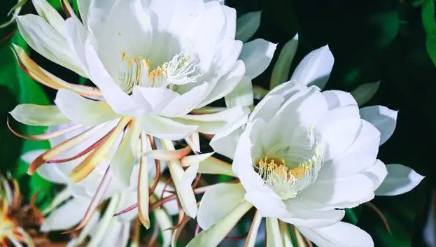 愿见者都有好运！十五朵昙花同时盛放