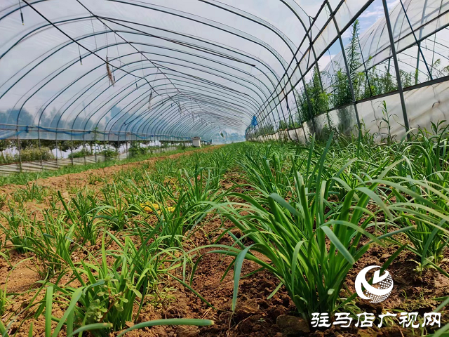 泌阳县泰山庙镇：蔬菜大棚铺就群众致富路