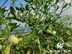 泌阳县泰山庙镇：蔬菜大棚铺就群众致富路