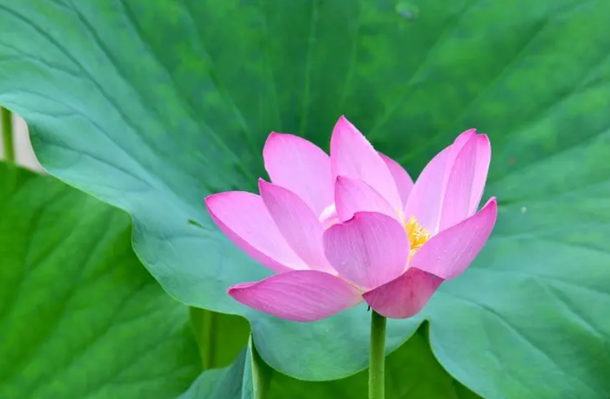 延时摄影带你看 莲花绽放瞬间有多美？
