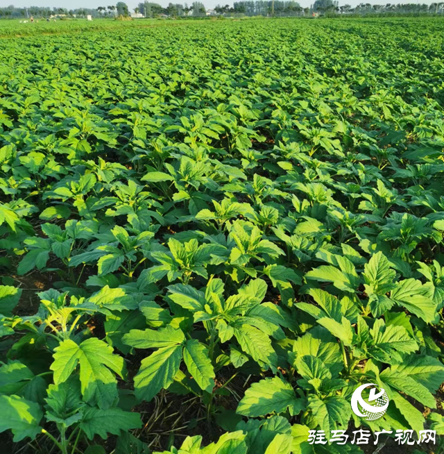 驻马店市农科院发布夏芝麻苗期田间管理指导意见