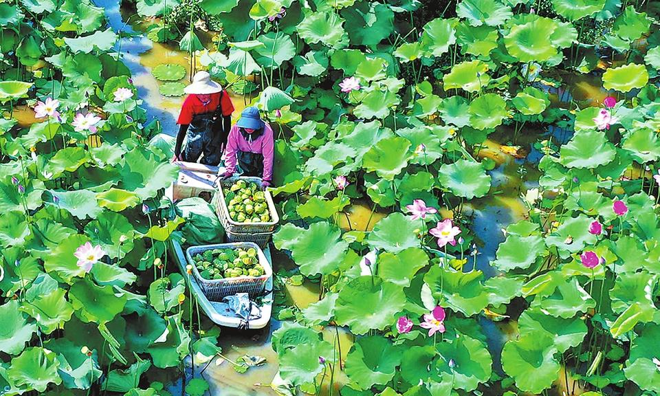 盛夏采莲忙