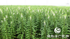 河南驻研种业：芝麻产业“节节高”