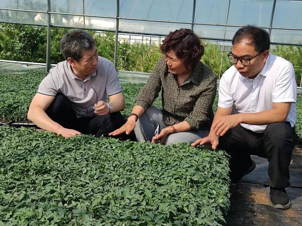 大暑话农耕：大棚里的“蔬菜狂欢季”