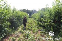 汝南县：果园套种拓宽群众增收致富路